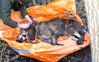 Strażnicy graniczni i ekolodzy uratowali wilka, który wpadł w sidła kłusowników